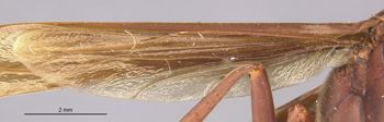 Media type: image;   Entomology 36001 Aspect: Wing hind